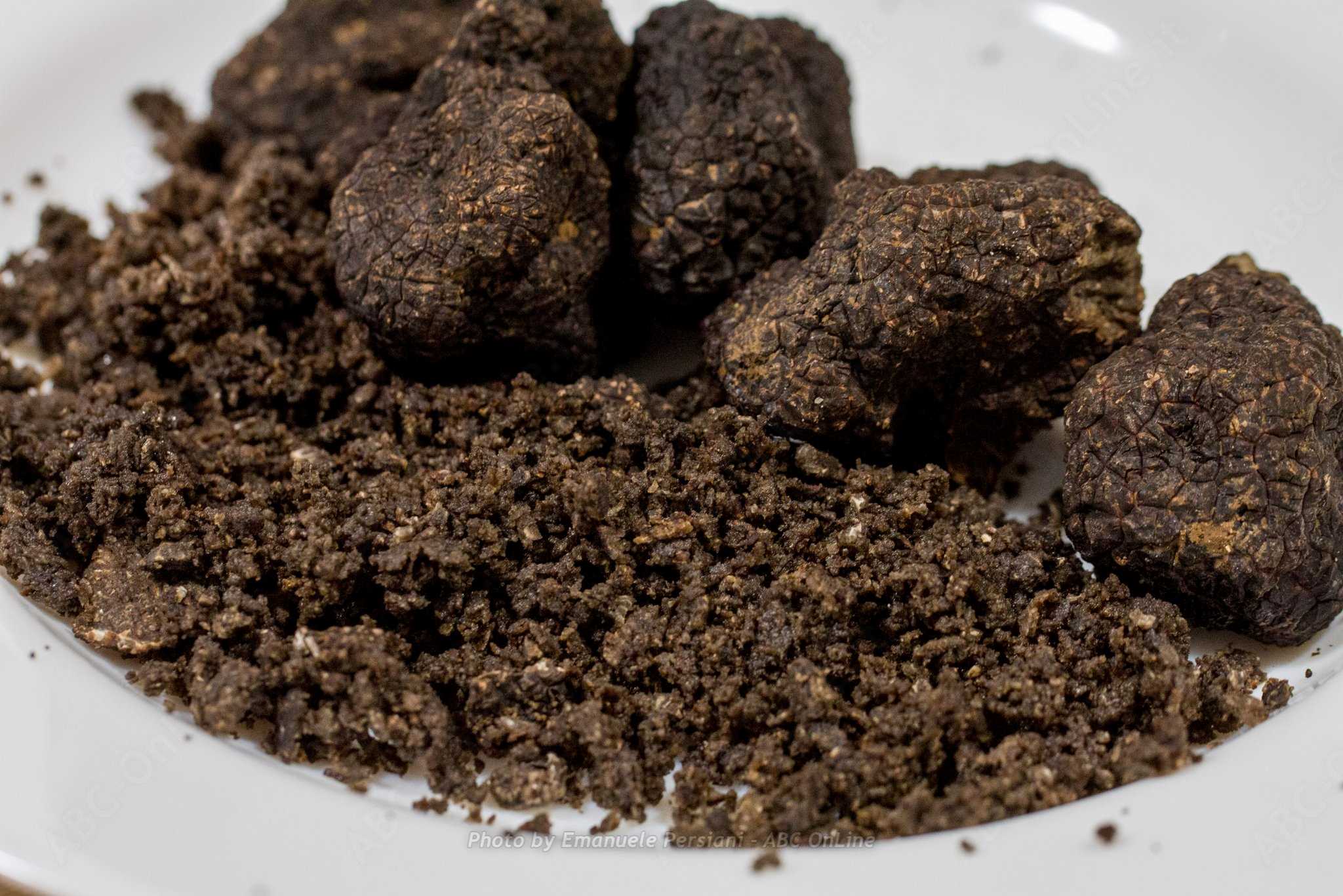 tartufo fresco di norcia
